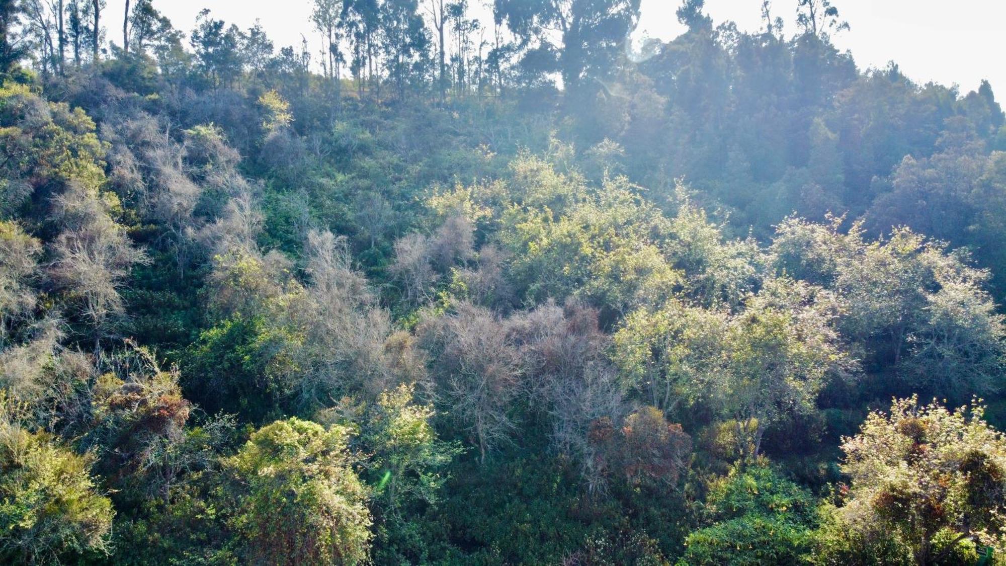 La Flora Kodaikanal Bagian luar foto